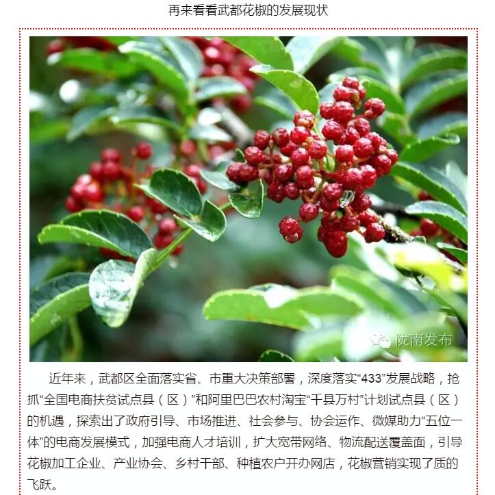 5.28億！一場盛會(huì)，武都花椒“火”了